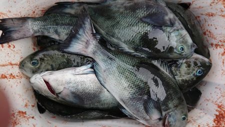 伊豆下田フィッシング 釣果