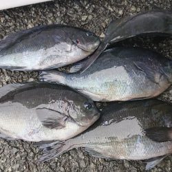 伊豆下田フィッシング 釣果