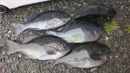 伊豆下田フィッシング 釣果