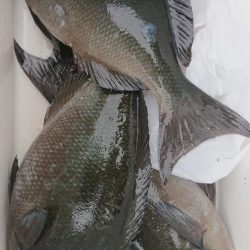 伊豆下田フィッシング 釣果