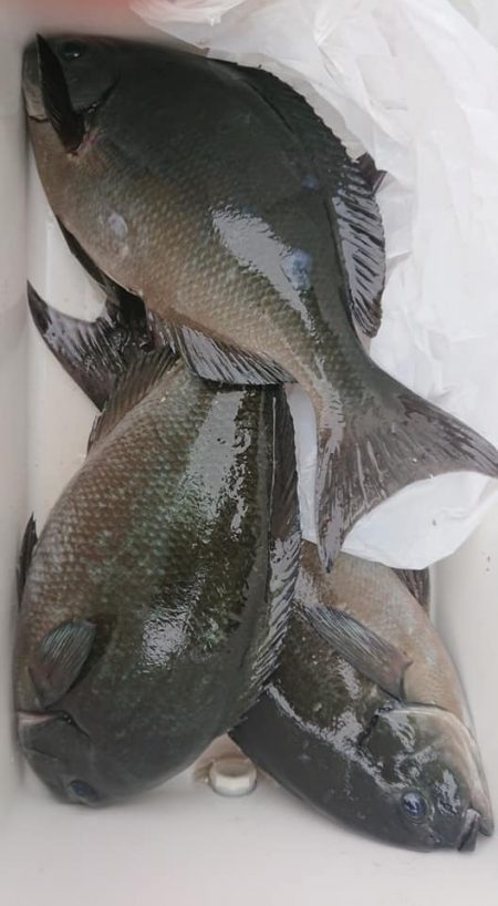 伊豆下田フィッシング 釣果