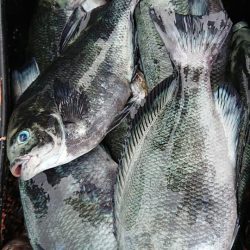 伊豆下田フィッシング 釣果