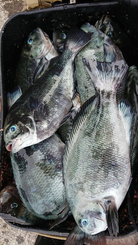 伊豆下田フィッシング 釣果