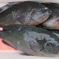 伊豆下田フィッシング 釣果