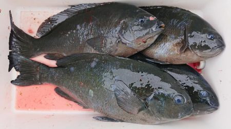 伊豆下田フィッシング 釣果