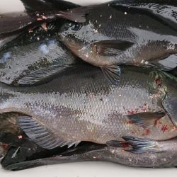 伊豆下田フィッシング 釣果