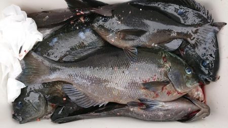 伊豆下田フィッシング 釣果