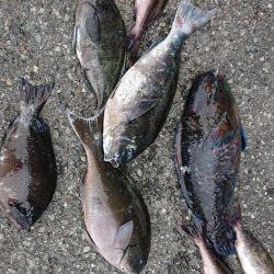 伊豆下田フィッシング 釣果