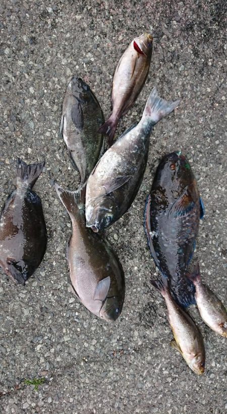 伊豆下田フィッシング 釣果