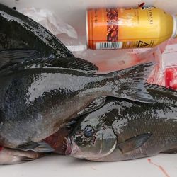 伊豆下田フィッシング 釣果