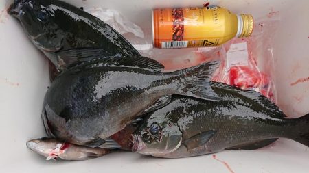 伊豆下田フィッシング 釣果