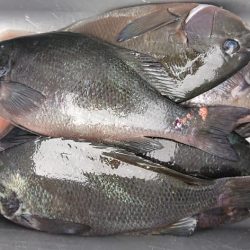 伊豆下田フィッシング 釣果