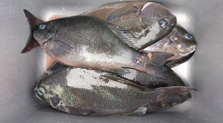 伊豆下田フィッシング 釣果