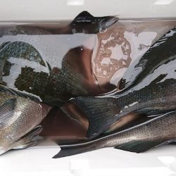 伊豆下田フィッシング 釣果