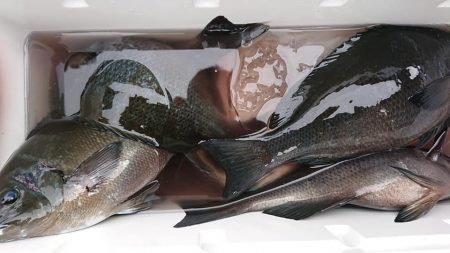 伊豆下田フィッシング 釣果