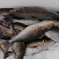 伊豆下田フィッシング 釣果