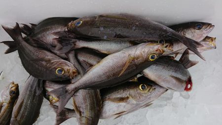 伊豆下田フィッシング 釣果