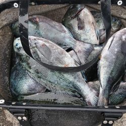 伊豆下田フィッシング 釣果