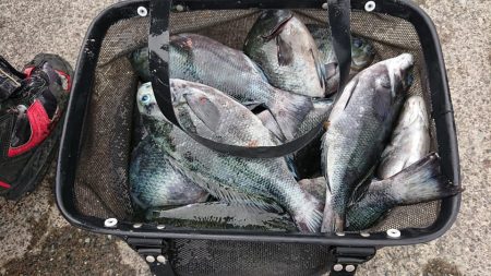 伊豆下田フィッシング 釣果