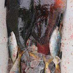 伊豆下田フィッシング 釣果