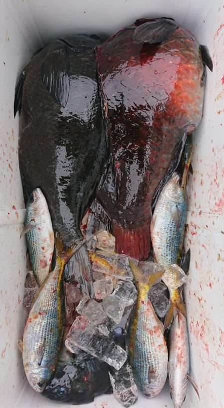 伊豆下田フィッシング 釣果