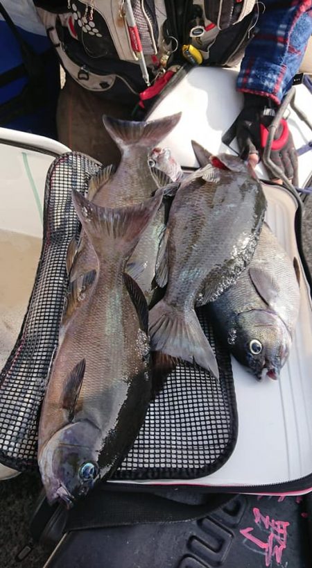 伊豆下田フィッシング 釣果