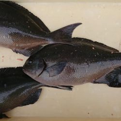 伊豆下田フィッシング 釣果