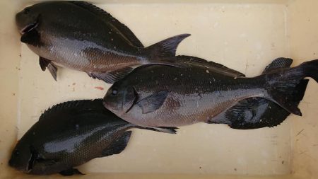 伊豆下田フィッシング 釣果