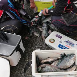 伊豆下田フィッシング 釣果