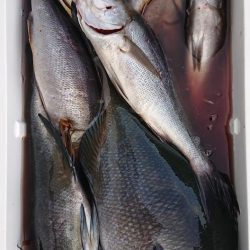 伊豆下田フィッシング 釣果