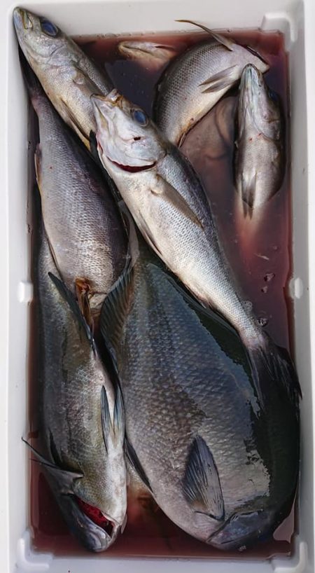 伊豆下田フィッシング 釣果