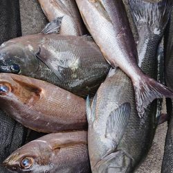 伊豆下田フィッシング 釣果
