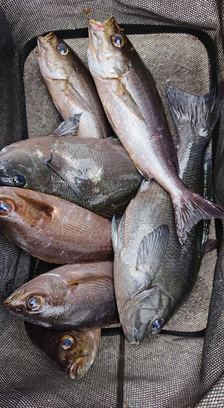 伊豆下田フィッシング 釣果