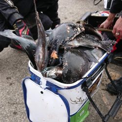 伊豆下田フィッシング 釣果