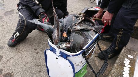 伊豆下田フィッシング 釣果