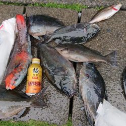 伊豆下田フィッシング 釣果