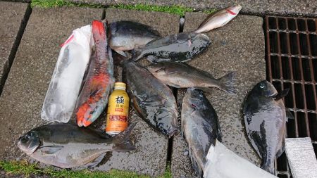 伊豆下田フィッシング 釣果