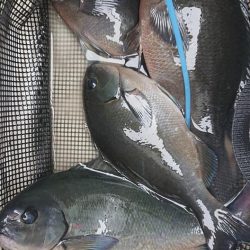 伊豆下田フィッシング 釣果