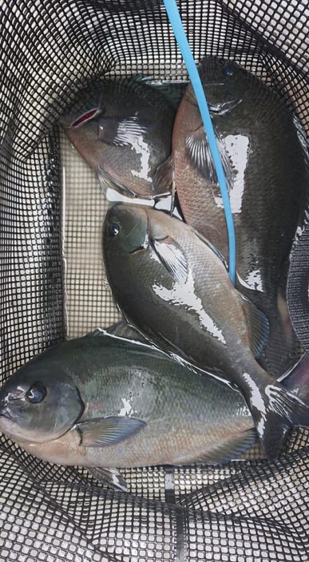 伊豆下田フィッシング 釣果