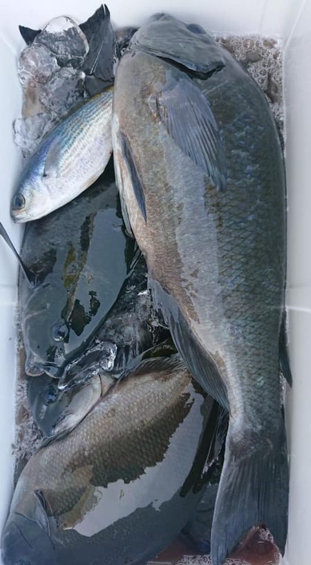 伊豆下田フィッシング 釣果