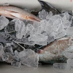 伊豆下田フィッシング 釣果