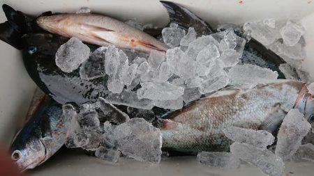 伊豆下田フィッシング 釣果