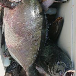 伊豆下田フィッシング 釣果