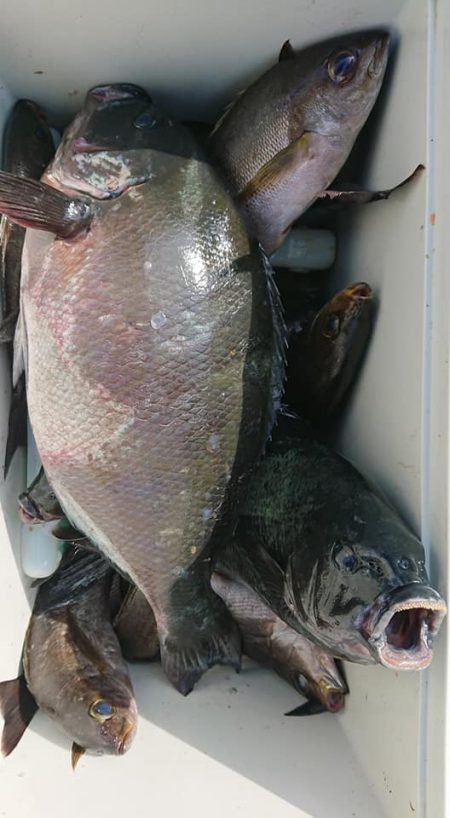 伊豆下田フィッシング 釣果