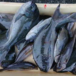 伊豆下田フィッシング 釣果