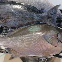 伊豆下田フィッシング 釣果
