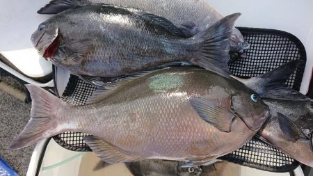 伊豆下田フィッシング 釣果