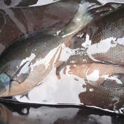 伊豆下田フィッシング 釣果