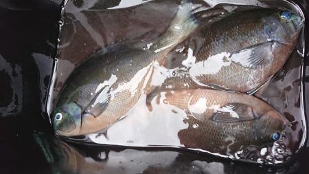 伊豆下田フィッシング 釣果