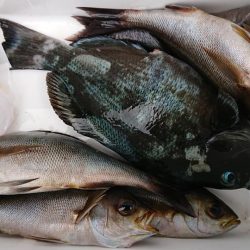 伊豆下田フィッシング 釣果